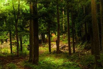 兵庫県・神河町の森の風景、越知谷