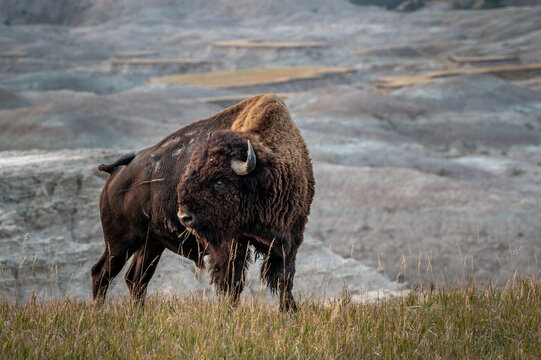 Magical Bison in the Badlands