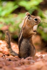 Naklejka na ściany i meble Golden-mantled Ground Squirrel (Callospermophilus lateralis)