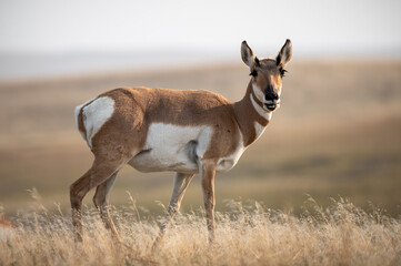 Pronghorn in the field