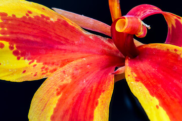 Flower of Indian Shot Plant (Canna generalis 'Lucifer')