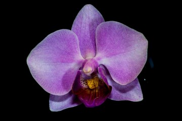 Close-up of a Moth Orchid Flower (Phalaenopsis spec.)