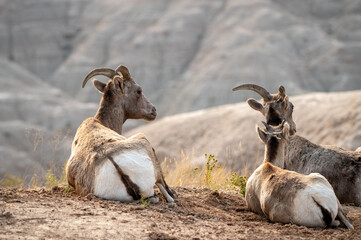 Relaxing in the afternoon in the Badlands