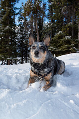 Blue Heeler in the Snow