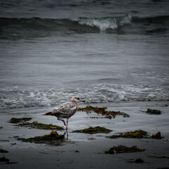 Walking by the Shore