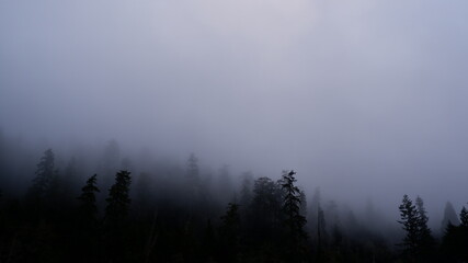 fog with tree silhouettes in the mountains