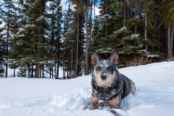 Blue Heeler in the Snow