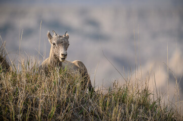 Young Bighorn in the Grass