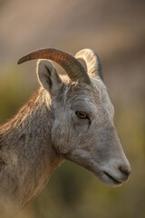 Bighorn Profile