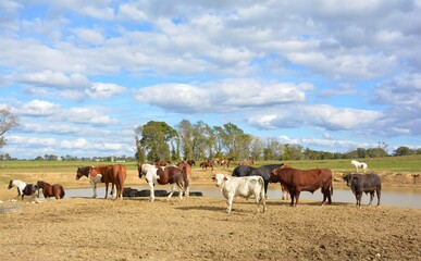 Herd of cows and horses .