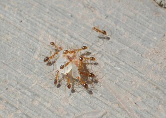 The tiny tropical red fire ants work together to scramble to lift the sugar food on the floor
