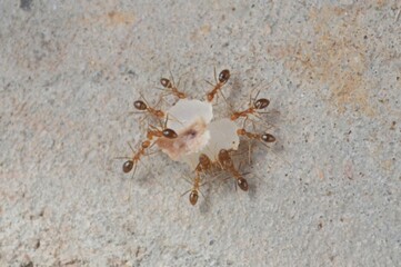 The tiny tropical red fire ants work together to scramble to lift the sugar food on the floor