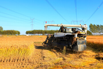 Fototapeta premium Harvester machine is harvesting rice