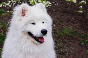 Fototapeta premium Samoyed husky dog in the spring in the Park
