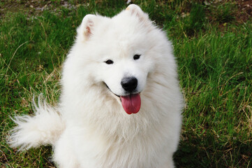 Fototapeta premium Samoyed husky dog in the spring in the Park