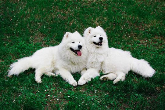 Samoyed husky dog in the spring in the Park