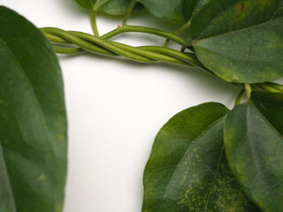 close up shot of Cyclea barbata leafs that also known as Cincau or Camcau in Indonesia, this leafs...