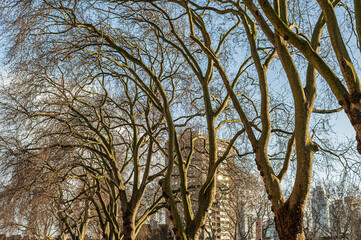 Looking up at trees without leaves in winter against a blue sky