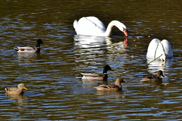 Weiße Schwäne und Stockenten schwimmen friedlich nebeneinander im Fluß