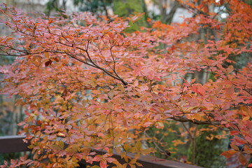 Colorful autumn color in Japan.