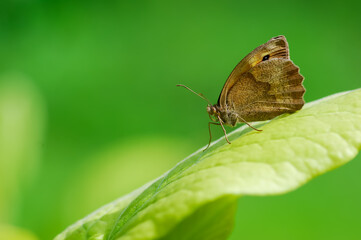 Brown butterfly on the leaf