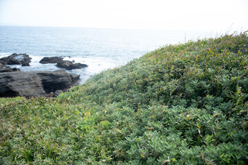 海岸の植物