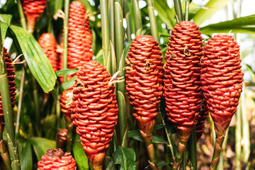 weird plants