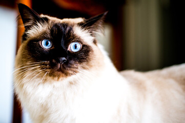 portrait of a cat