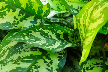 A background of Chinese Evergreen plant leaves