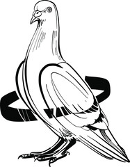 illustration of a dove