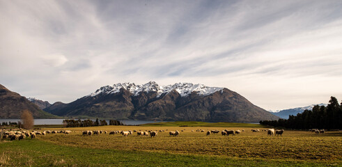 panorama with mountains and sheep herd. NZ