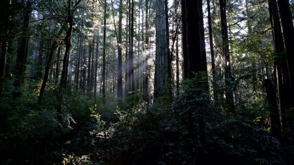 Trees and sunbeams in forest