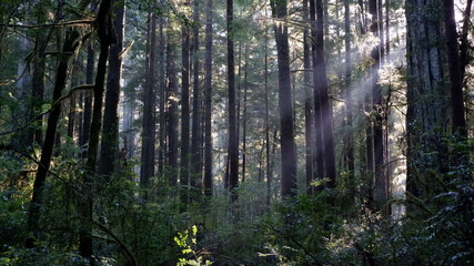 Trees and sunbeams in forest