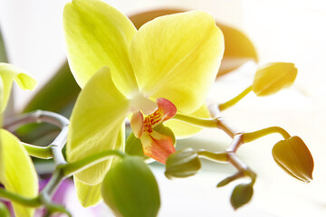 Fototapeta na wymiar yellow orchid flower in bloom. romance and flirting concept