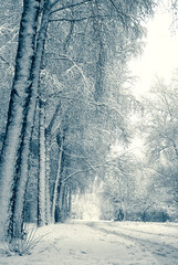 Winter day in the park