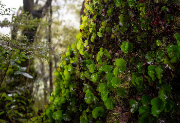 moss on a tree rainforest