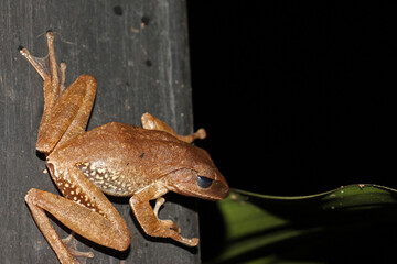 Polypedates leucomystax is a species in the shrub frog family Rhacophoridae. It is known under numerous common names, including common tree frog, four-lined tree frog, golden tree frog or striped tree