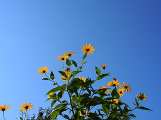 青空とキクイモの花