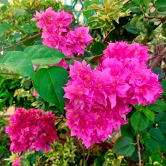 boungainvillea flower