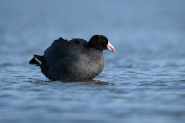 American coot