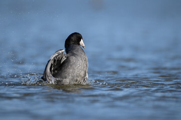 American Coot