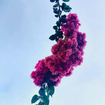 boungainvillea flower with the sky background