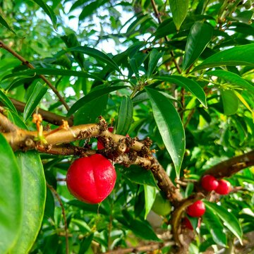 god's crown fruit