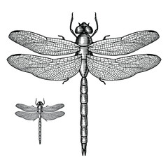 Illustration of a Dragonfly in a vintage style