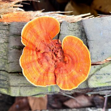 type of wood fungus