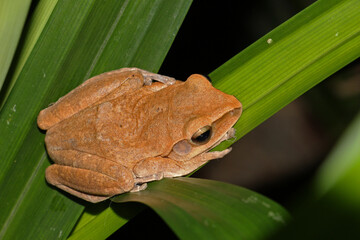 Obraz premium Polypedates leucomystax is a species in the shrub frog family Rhacophoridae. It is known under numerous common names, including common tree frog, four-lined tree frog, golden tree frog or striped tree