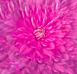 dahlia flower pink. Floral background.  Close-up. Nature.