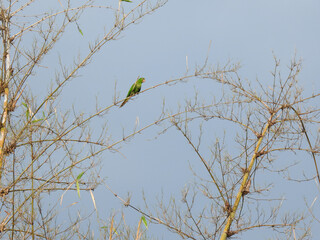 A pionus maximiliani perched on a dry branch of a bamboo grove. This green bird is known in Brazil as 