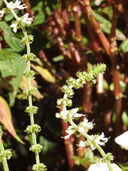Close-up of two flowering branches of clove basil, illuminated by the morning light. Blurred background.