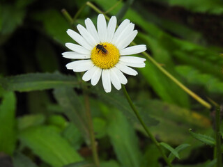 Fototapeta premium Close-up of a daisy. There is a bee perched on it. Defocused green background.
